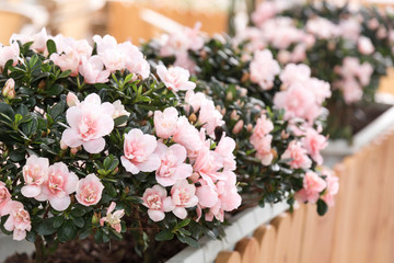 azalea