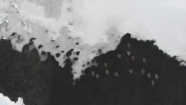 Aerial top view of gooses or ducks swim against the tide at the river