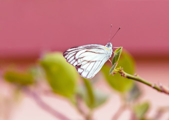 Close-up of white butterfly with blurred background