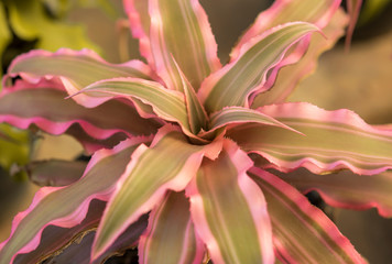 Close-up of beautiful pink bromeliad in the garden