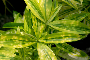 Close-up of green leaves witn striped lines