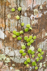 Close-up of epiphyte, plant that grows on another plant