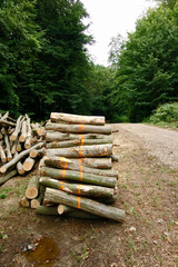 Cut and stored wood in the forest