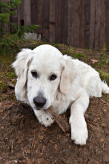 Dog breed golden reriever portrait on nature