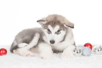 Fototapeta na wymiar Animals. One puppy Husky white isolated, Christmas hat