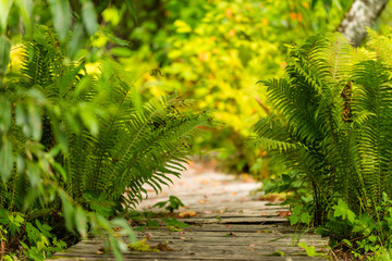 Walking path trough ferns