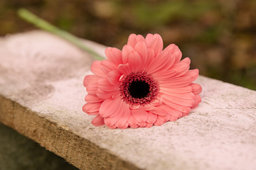 Pinke Gerbera 