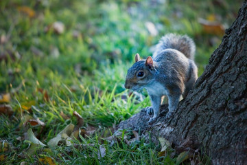 Squirrel