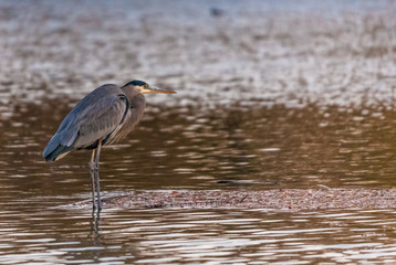 Tricolored Heron