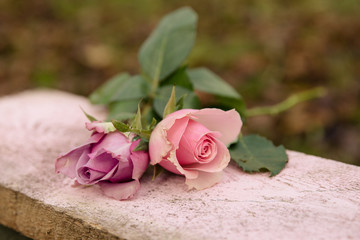 zwei rosa Rosen close up