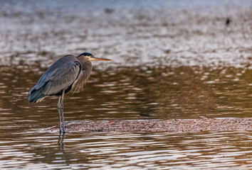 Tricolored Heron