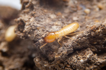 The small termite on decaying timber. The termite on the ground is searching for food to feed the larvae in the cavity.