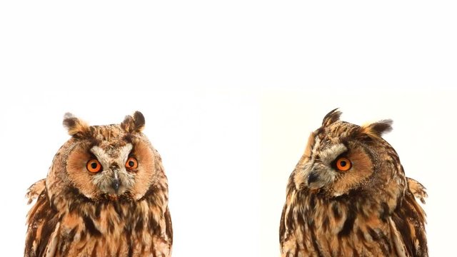 Two owls dreamily looked at the camera on a white screen.