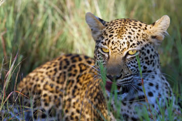 The African Leopard (Panthera pardus pardus) - Young female portrait on the savanna.
