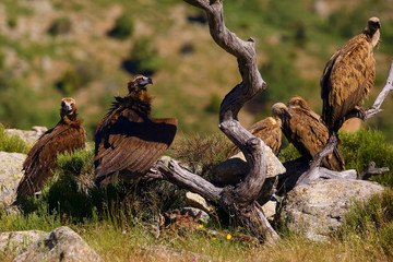 Black vulture  (Aegypius monachus)  with griffon vultures on the feeder. A typical way to open a carcass with a large scavenger.