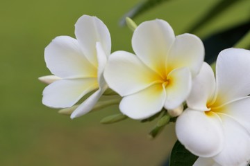 White frangipani or plumeria flower blooming with natural green background, Floral inflorescence in garden.