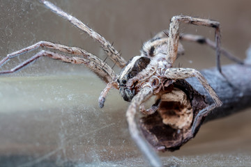 spider wolf in a native habitat