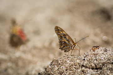Obraz premium butterfly on a leaf