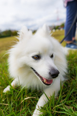 japanese spitz white dog