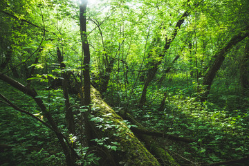 Obraz premium Beautiful place in deep of wild summer forest