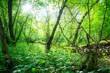 Fototapeta premium Beautiful place in deep of wild summer forest
