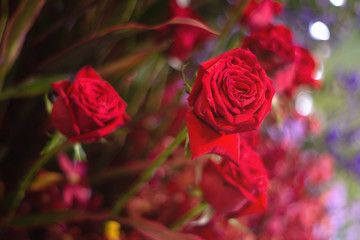 Beautiful red rose flower as flowers background.