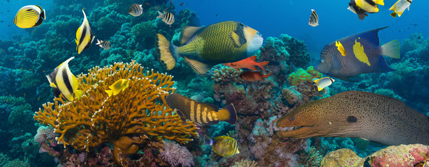 Obraz na płótnie Canvas Coral and fish