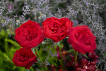 Beautiful red rose flower shape same heart as flowers background.