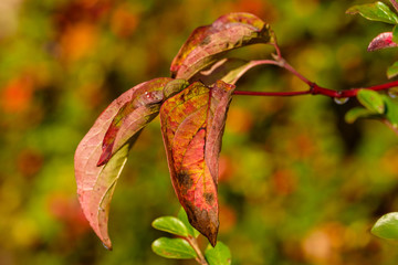 Herbstliche Blätter