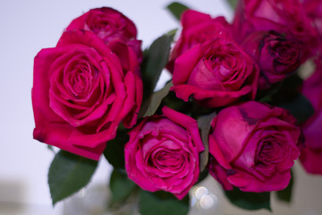 Beautiful lolita lempicka rose flower as flowers background.