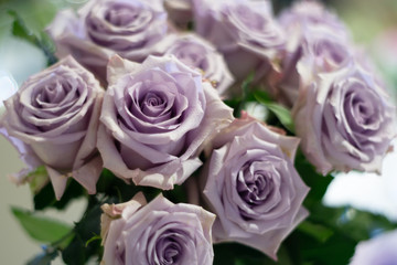 Beautiful ocean song purple rose flower as flowers background.