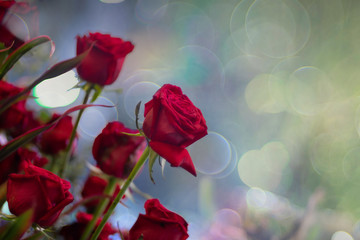 Obraz premium Beautiful red rose flower over bubble bokeh as floral background