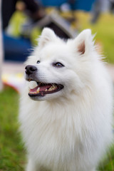 スピッツ　日本スピッツ　犬　白い犬