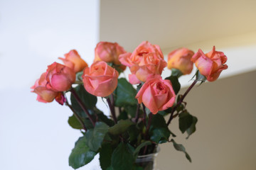 Beautiful rene goscinny rose flower as flowers background.