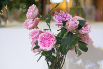Beautiful David Austin Miranda pink rose flower as flowers background.