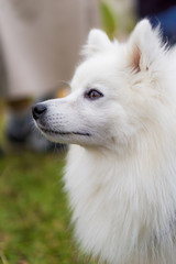 japanese spitz white dog