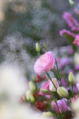 Beautiful pink rose flower over bubble bokeh as floral background