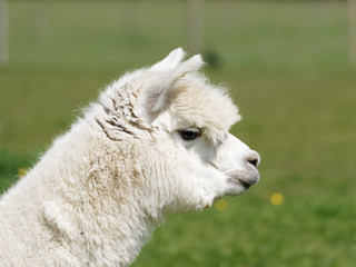 Obraz premium A head portrait of a farmed Alpaca (Vicugna pacos) in a grass meadow
