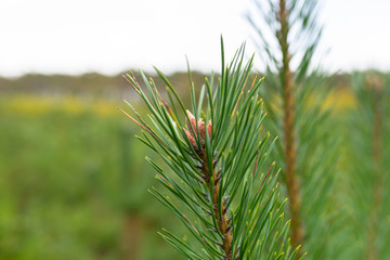 A pine tree forest school placed in the forest in the autumn season. Closeup view of coniferous branches.