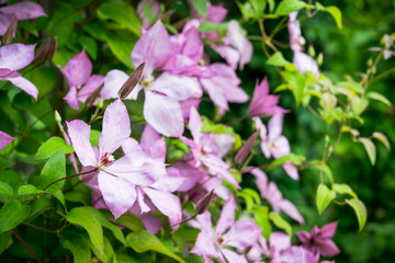 Obraz na płótnie Canvas Blooming pink clematis in the garden. Selective focus. Shallow depth of field.
