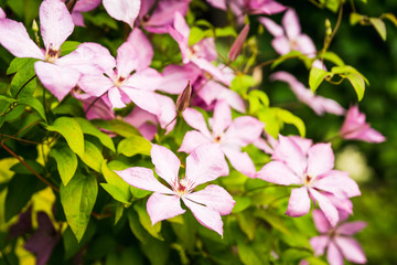 Blooming pink clematis in the garden. Selective focus. Shallow depth of field.