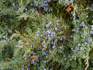 Genévrier horizontal bleu ou Juniperus horizontalis au feuillage gris-bleuté, aiguilles non...