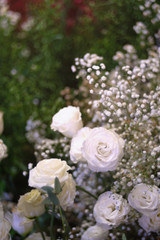 Obraz na płótnie Canvas Beautiful white rose flower as flowers background.