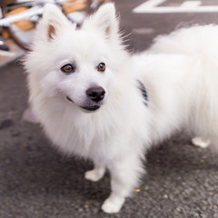 japanese spitz white dog
