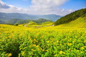 Tithonia diversifolia, Mexican sunflower, Yellow flowers field in Mae Hong Son, Northern Thailand.