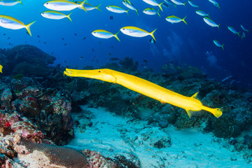 A yellow Trumpetfish on Koh Tachai Island in Thailand © whitcomberd