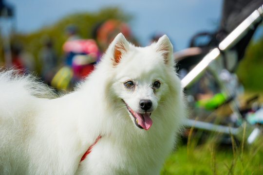 98 Best 日本スピッツ Images Stock Photos Vectors Adobe Stock