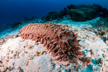 A large Sea Cucumber feeding on the sand of a tropical coral reef in Thailand