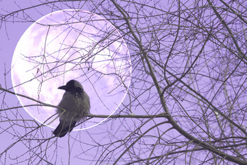 Raven on a tree