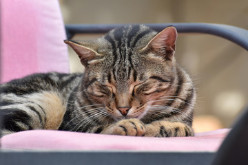 A tabby stray cat sitting and sleeping on the chair.  - Powered by Adobe